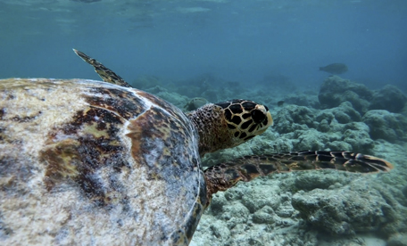 Sea turtle swimming at Port Canaveral